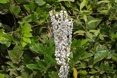 Derris scandens